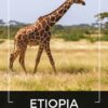 Kawa ziarnista 1kg ETIOPIA 100% ARABICA Świeżo Palona do ekspresu + GRATIS - obrazek 2
