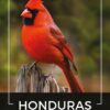 Kawa ziarnista 1kg HONDURAS 100% ARABICA Świeżo Palona do ekspresu + GRATIS - obrazek 2