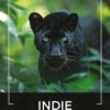 Kawa ziarnista 1kg INDIE 100% ARABICA Świeżo Palona do ekspresu + GRATIS - obrazek 2