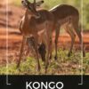 Kawa ziarnista 1kg KONGO 100% ARABICA Świeżo Palona do ekspresu + GRATIS - obrazek 2
