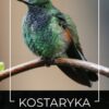 Kawa ziarnista 1kg KOSTARYKA 100% ARABICA Świeżo Palona do ekspresu +GRATIS - obrazek 2
