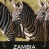 Kawa ziarnista 2X1kg ZAMBIA 100% ARABICA Świeżo Palona do ekspresu + GRATIS - obrazek 2